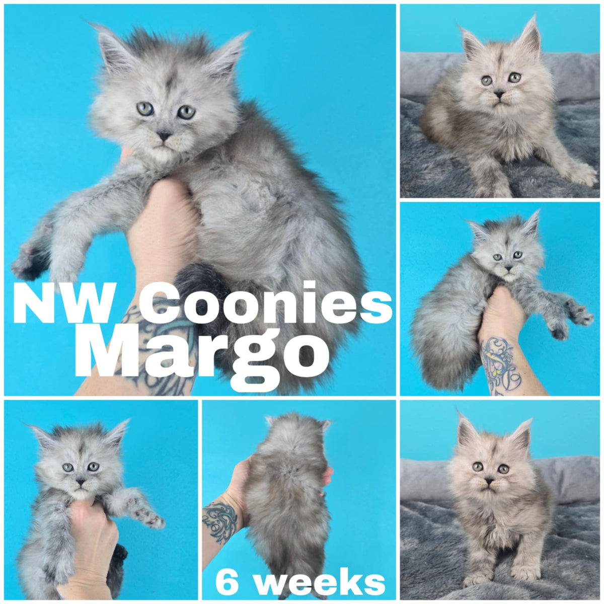 NW Coonies Margo