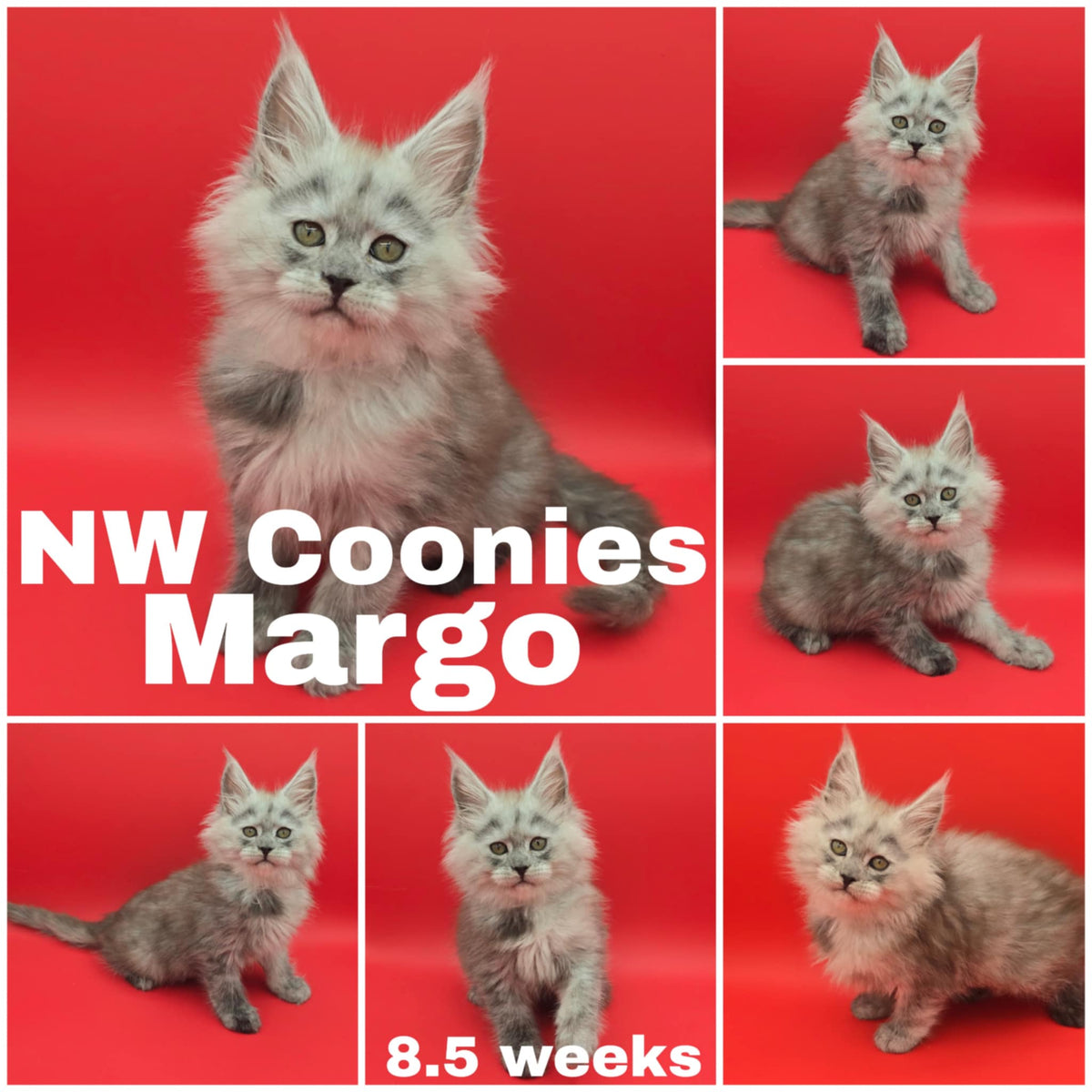 NW Coonies Margo
