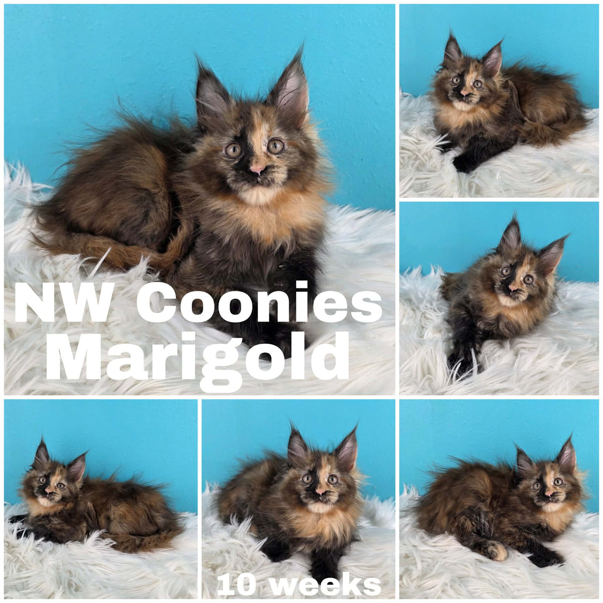 NW Coonies Marigold
