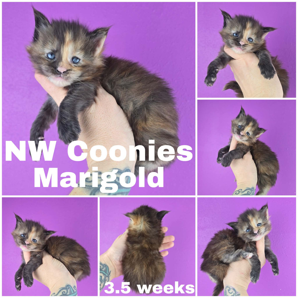 NW Coonies Marigold