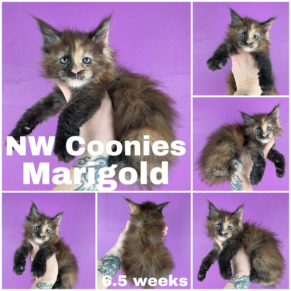 NW Coonies Marigold