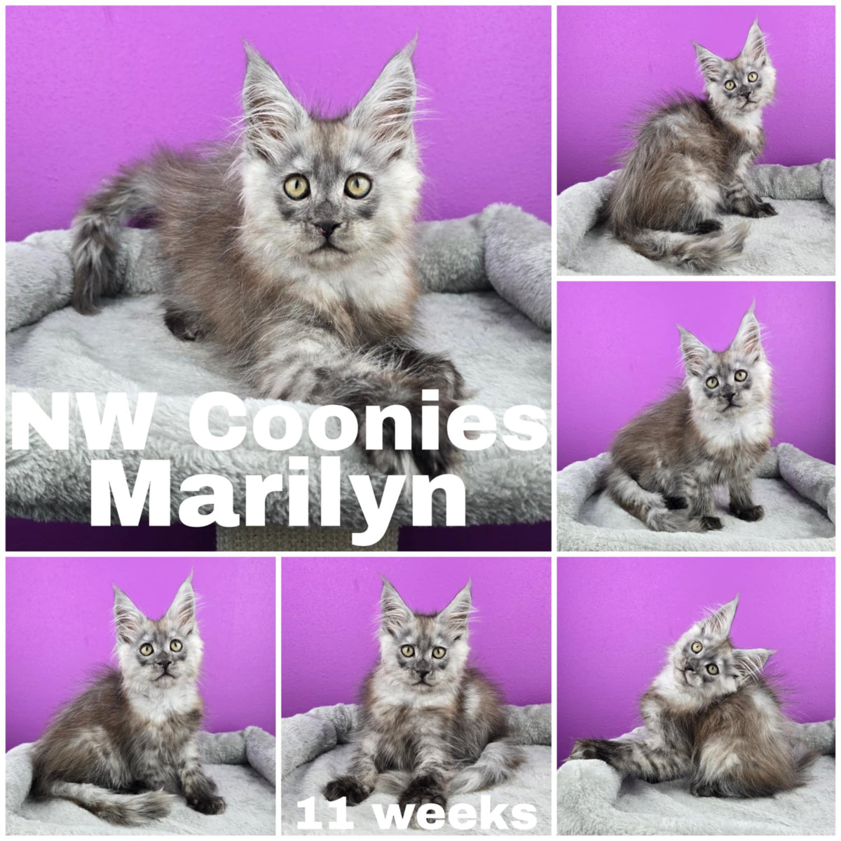 NW Coonies Merilyn