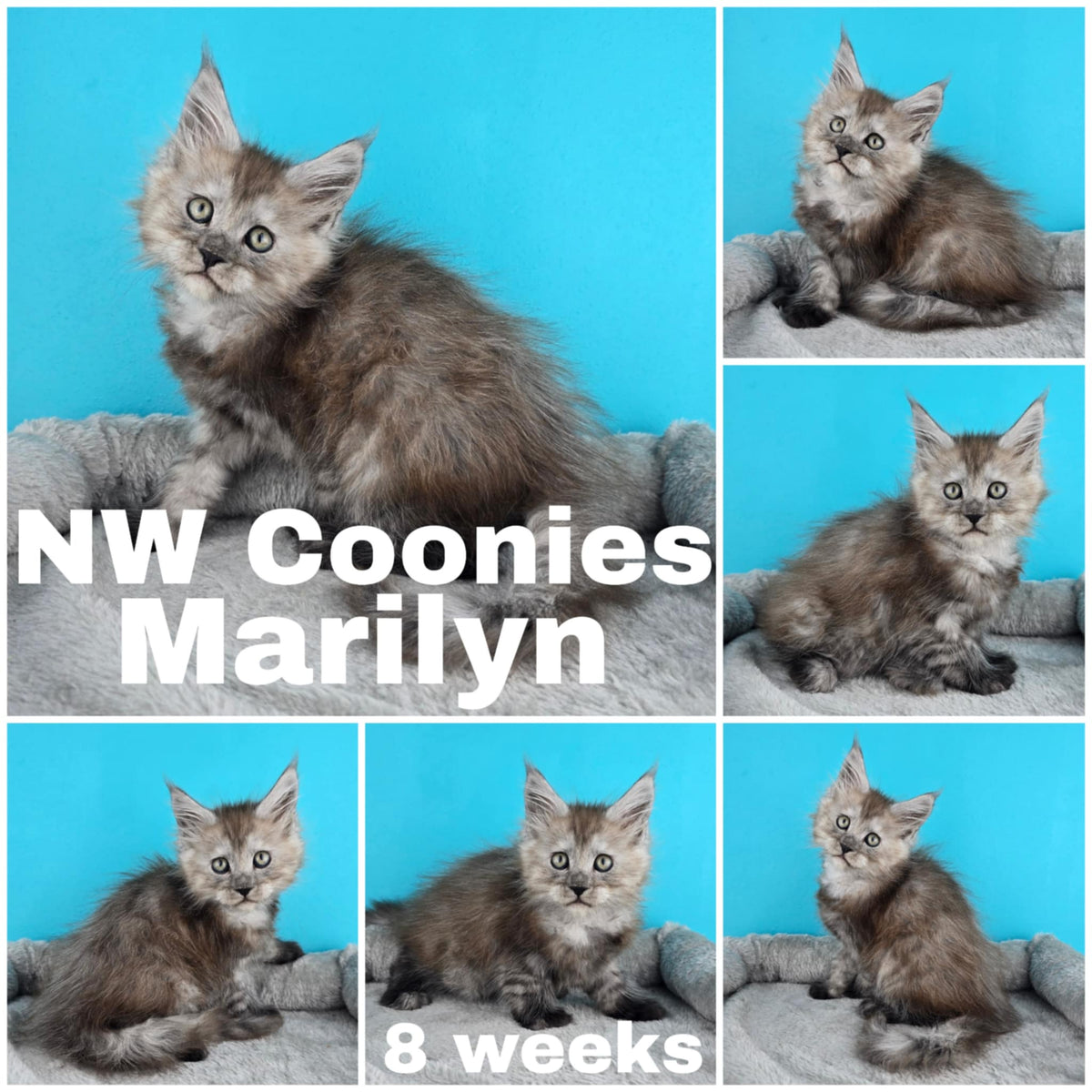 NW Coonies Merilyn