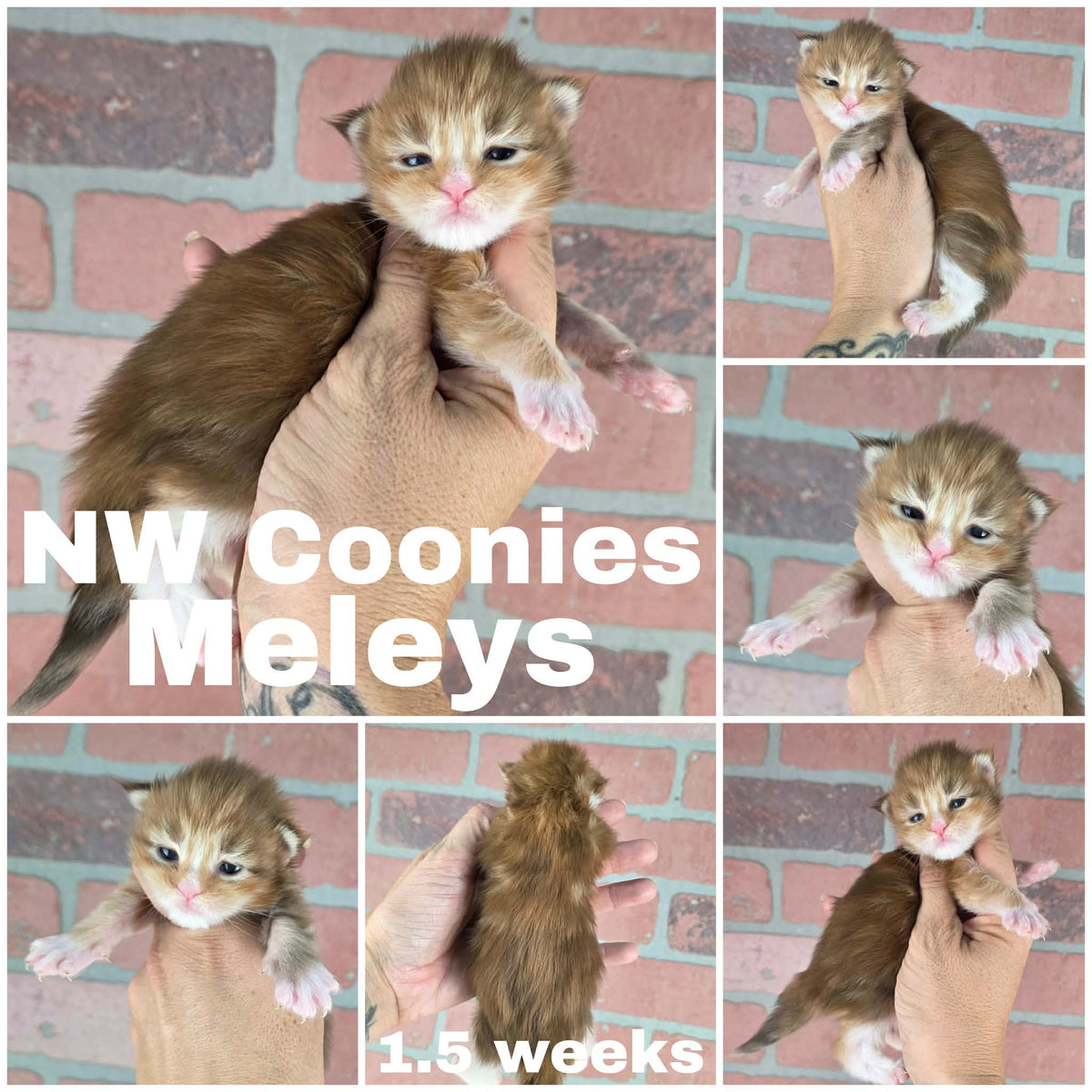 NW Coonies Meleys