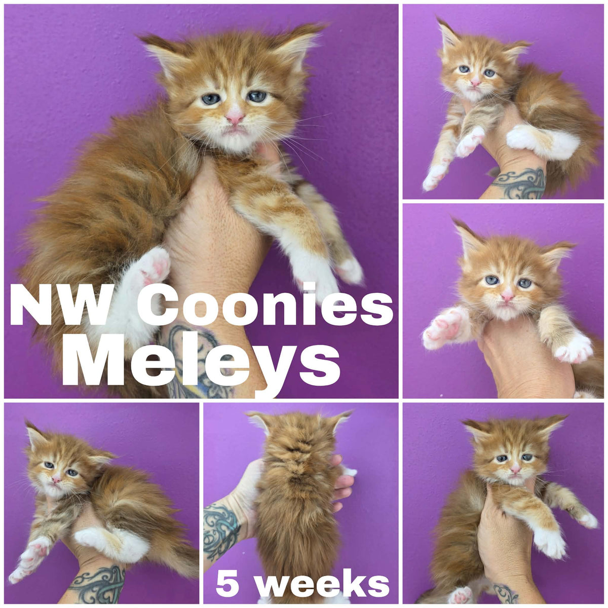 NW Coonies Meleys