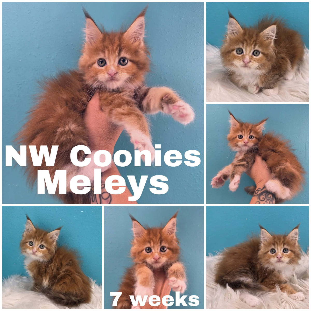 NW Coonies Meleys