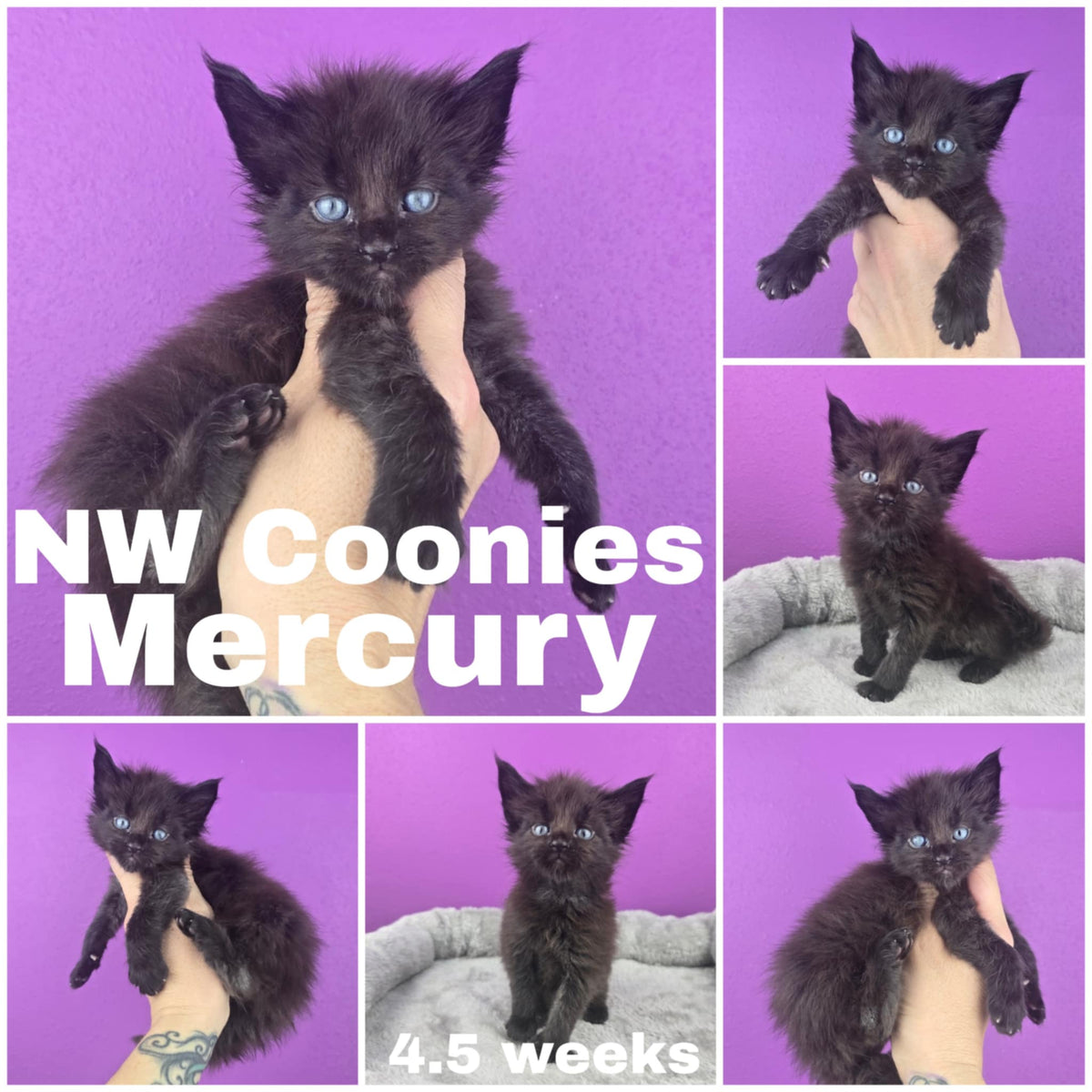 NW Coonies Mercury