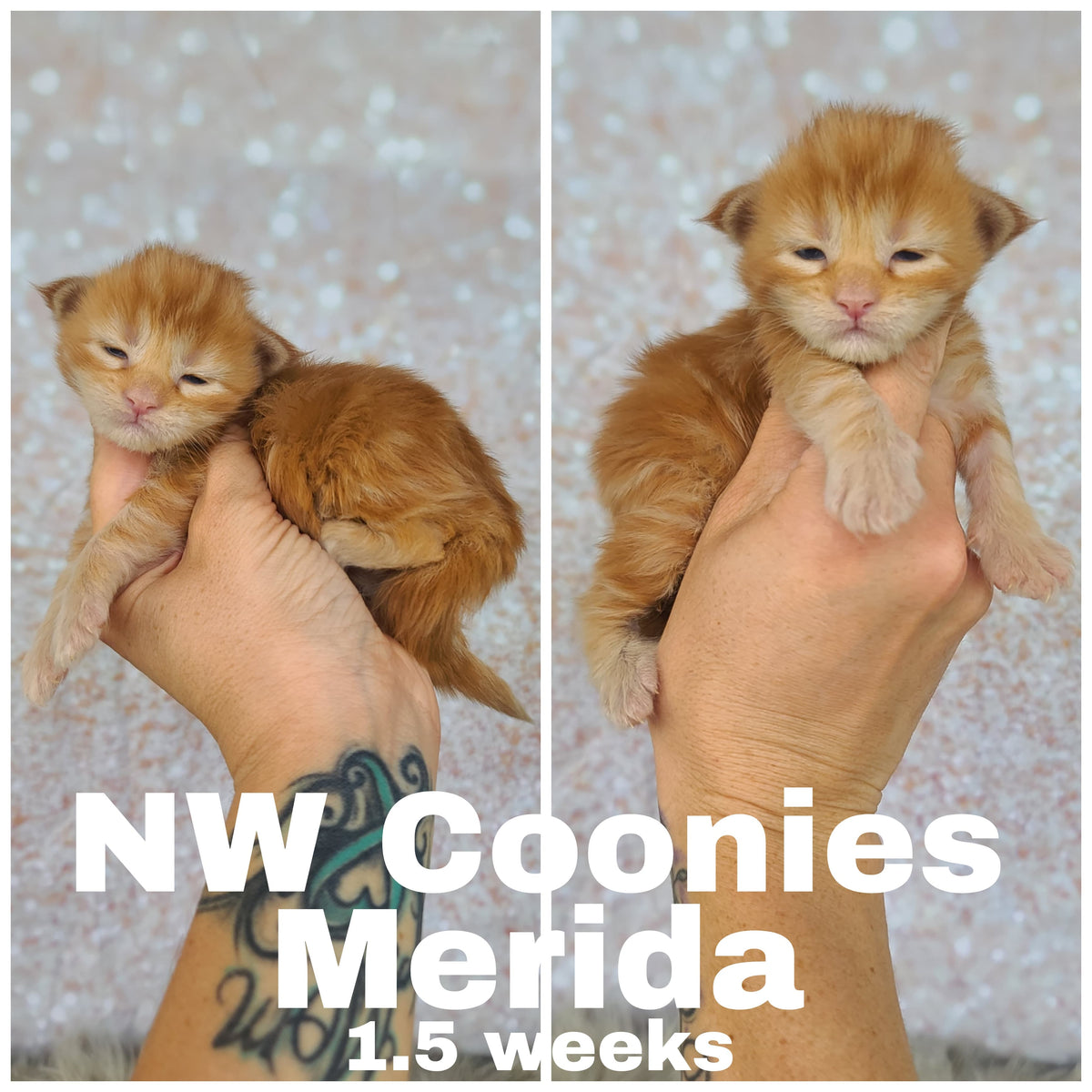 NW Coonies Merida