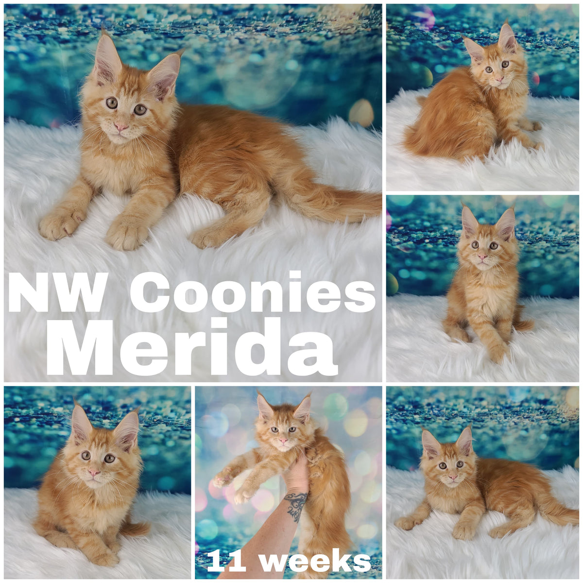 NW Coonies Merida