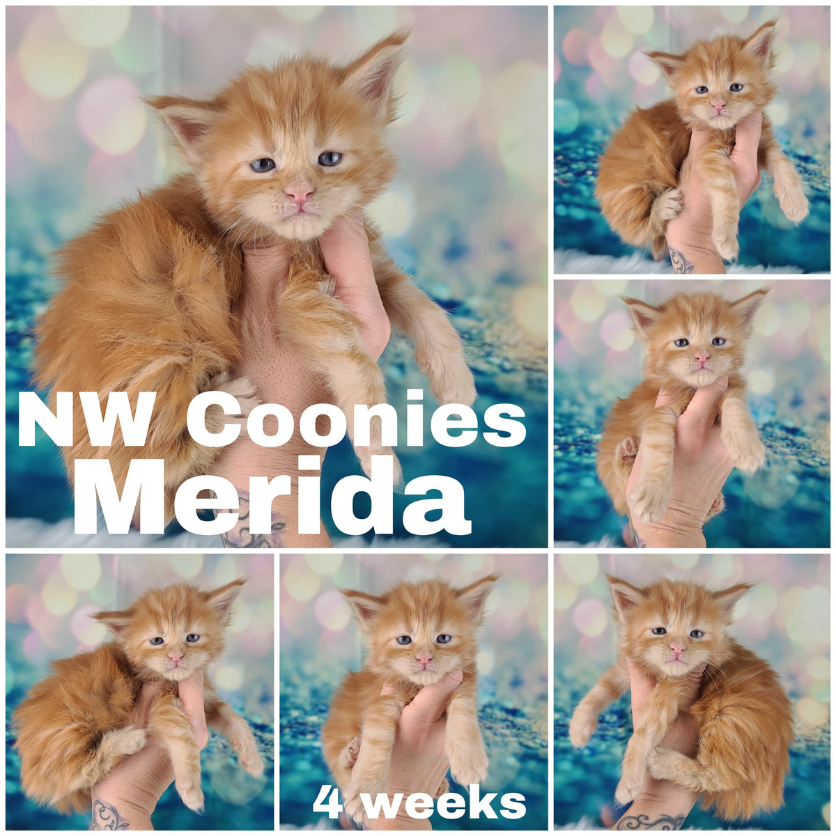 NW Coonies Merida