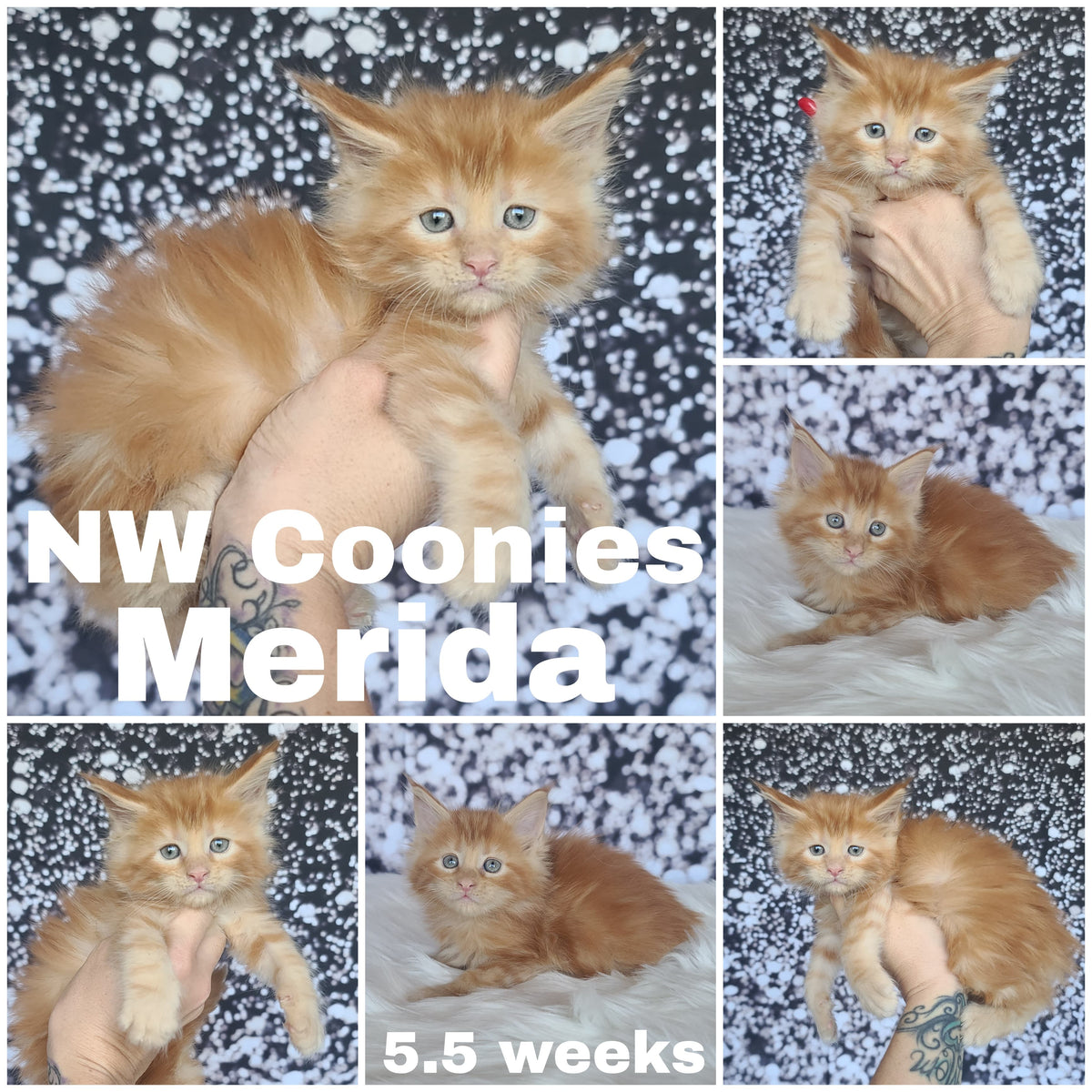 NW Coonies Merida