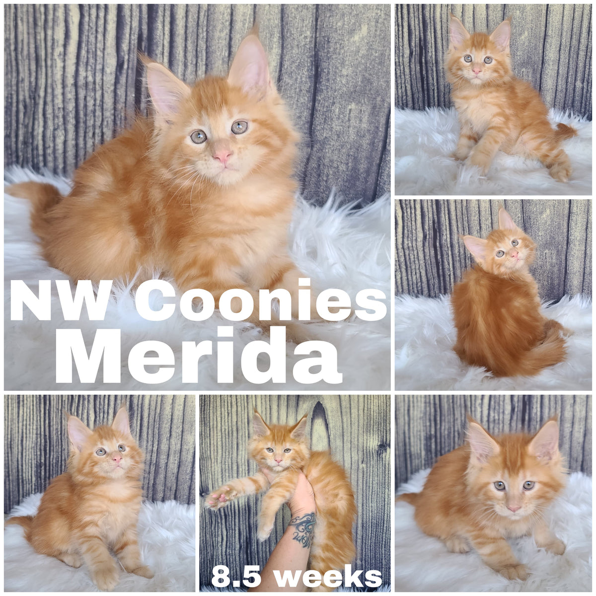 NW Coonies Merida