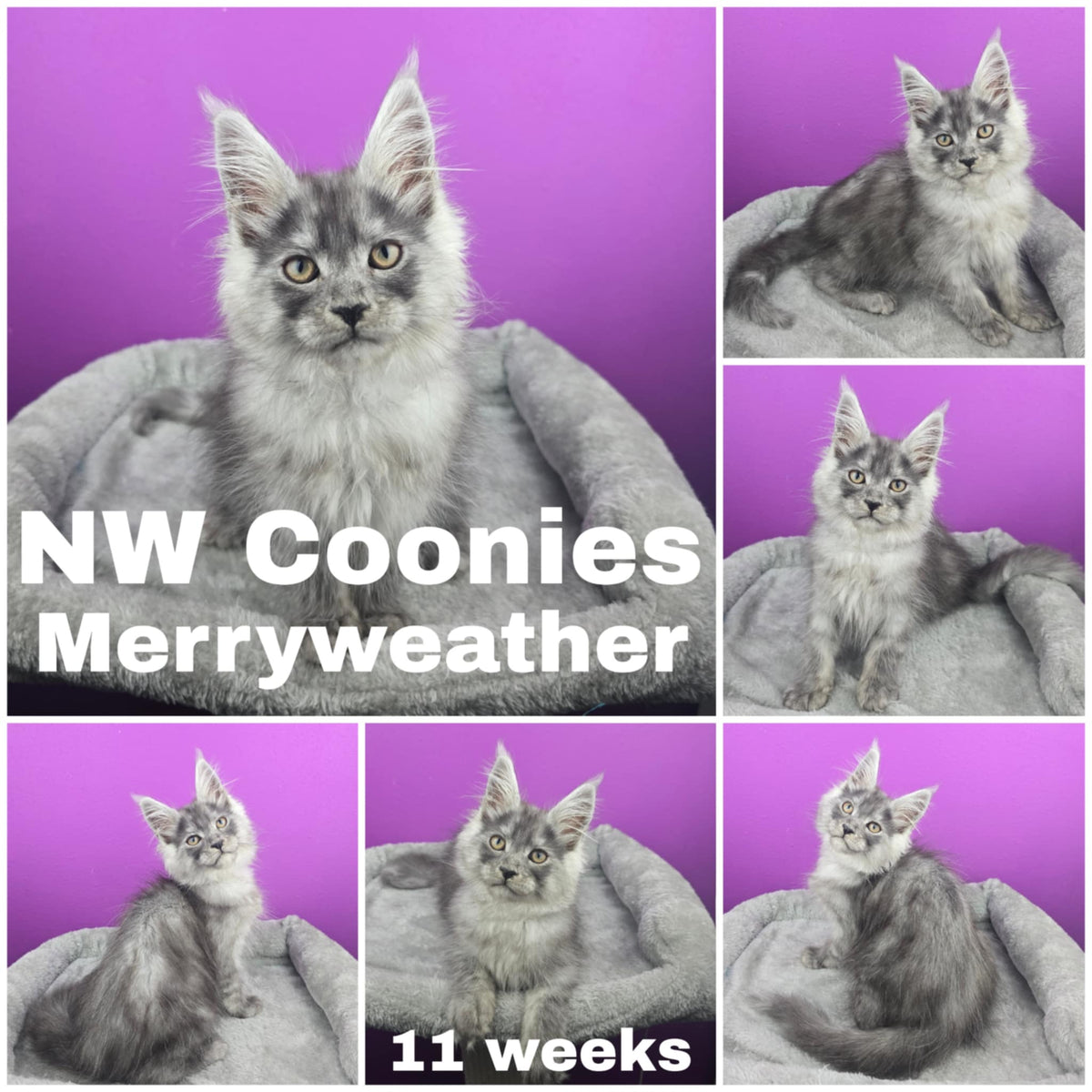 NW Coonies Merryweather