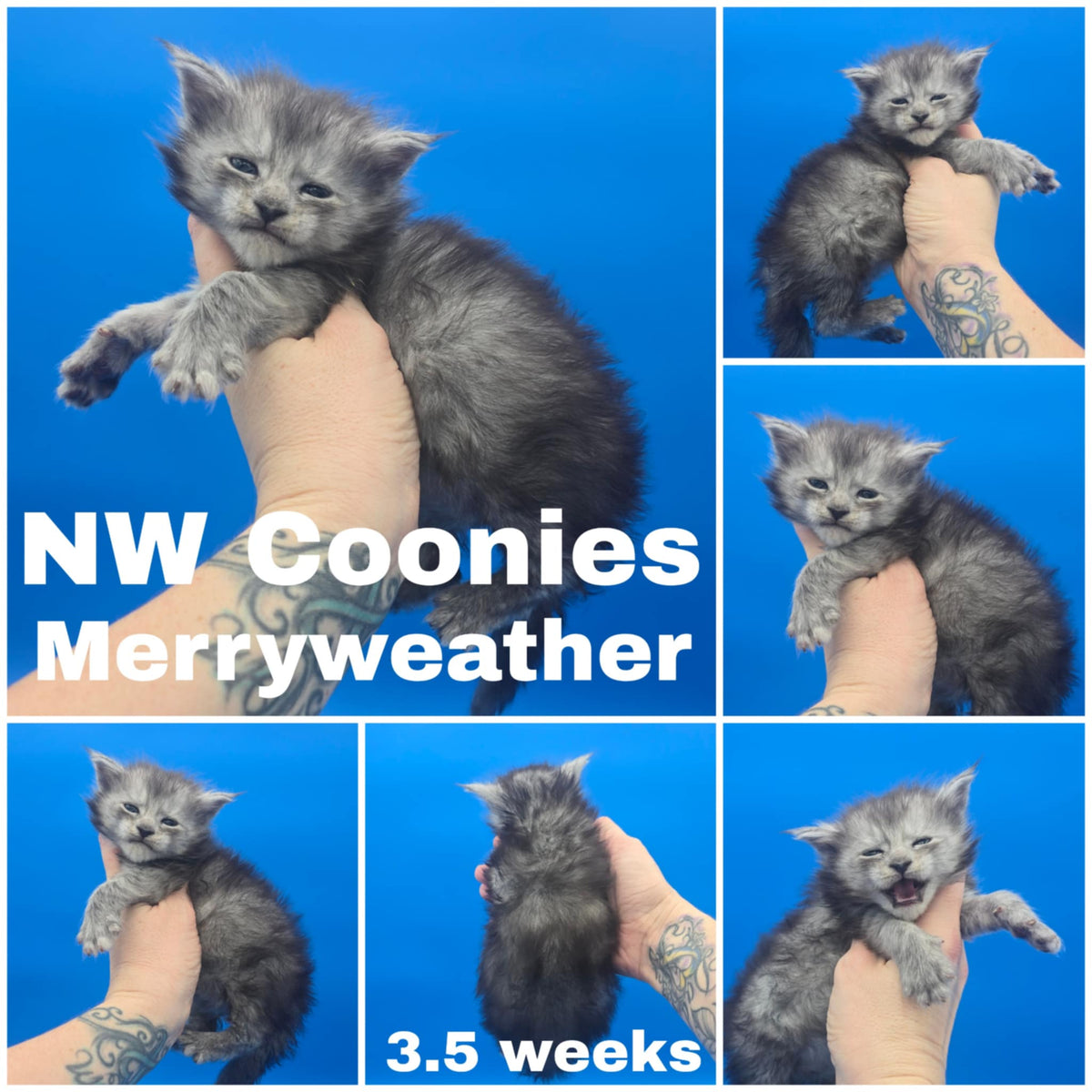NW Coonies Merryweather