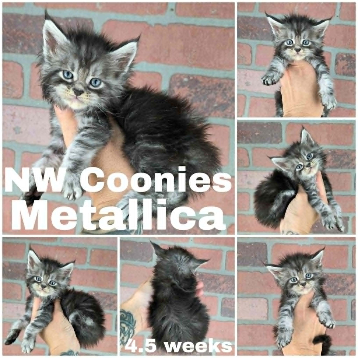 NW Coonies Metallica