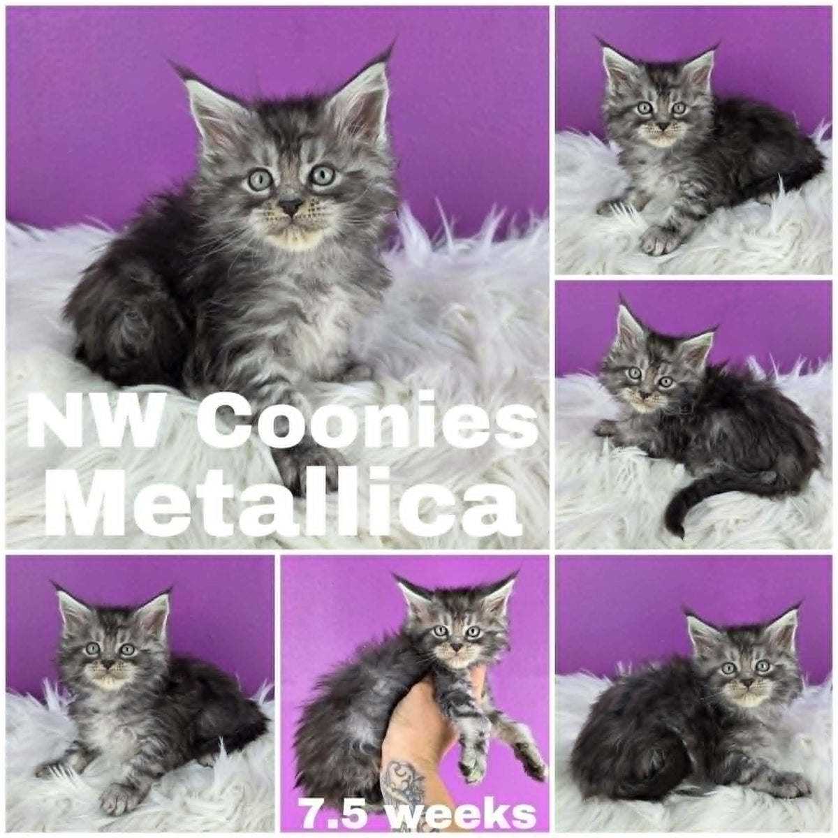 NW Coonies Metallica