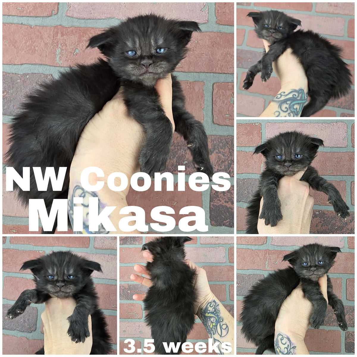 NW Coonies Mikasa