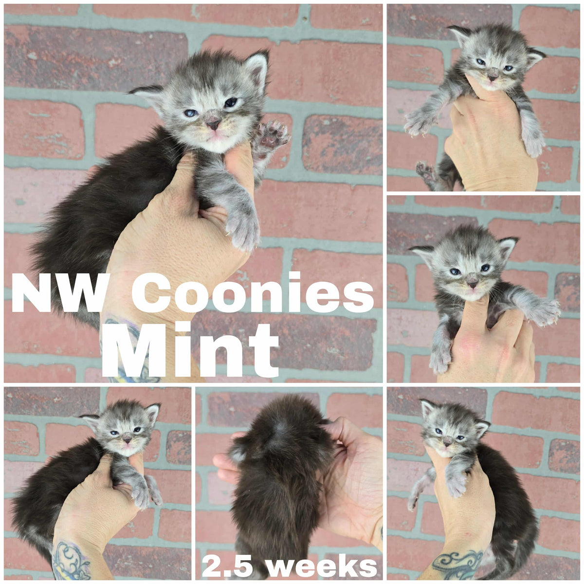 NW Coonies Mint