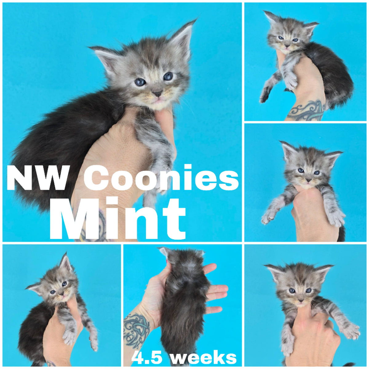 NW Coonies Mint