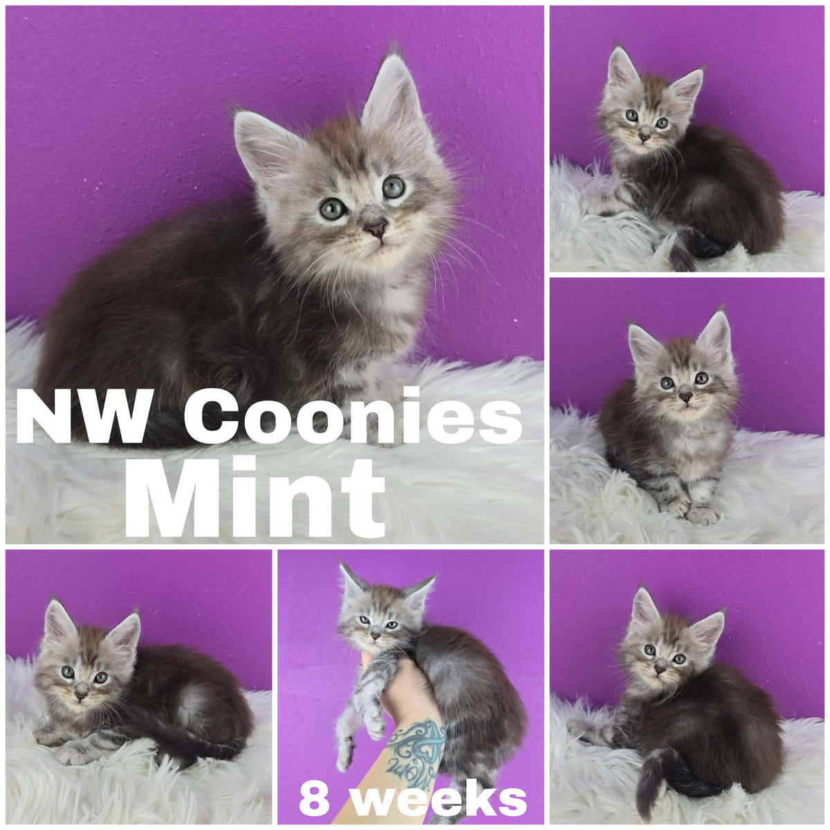NW Coonies Mint