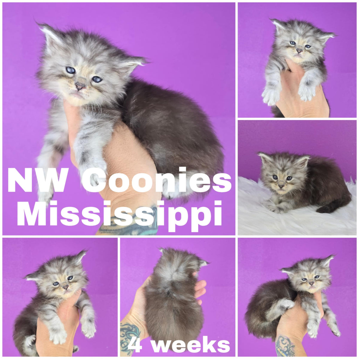 NW Coonies Mississippi