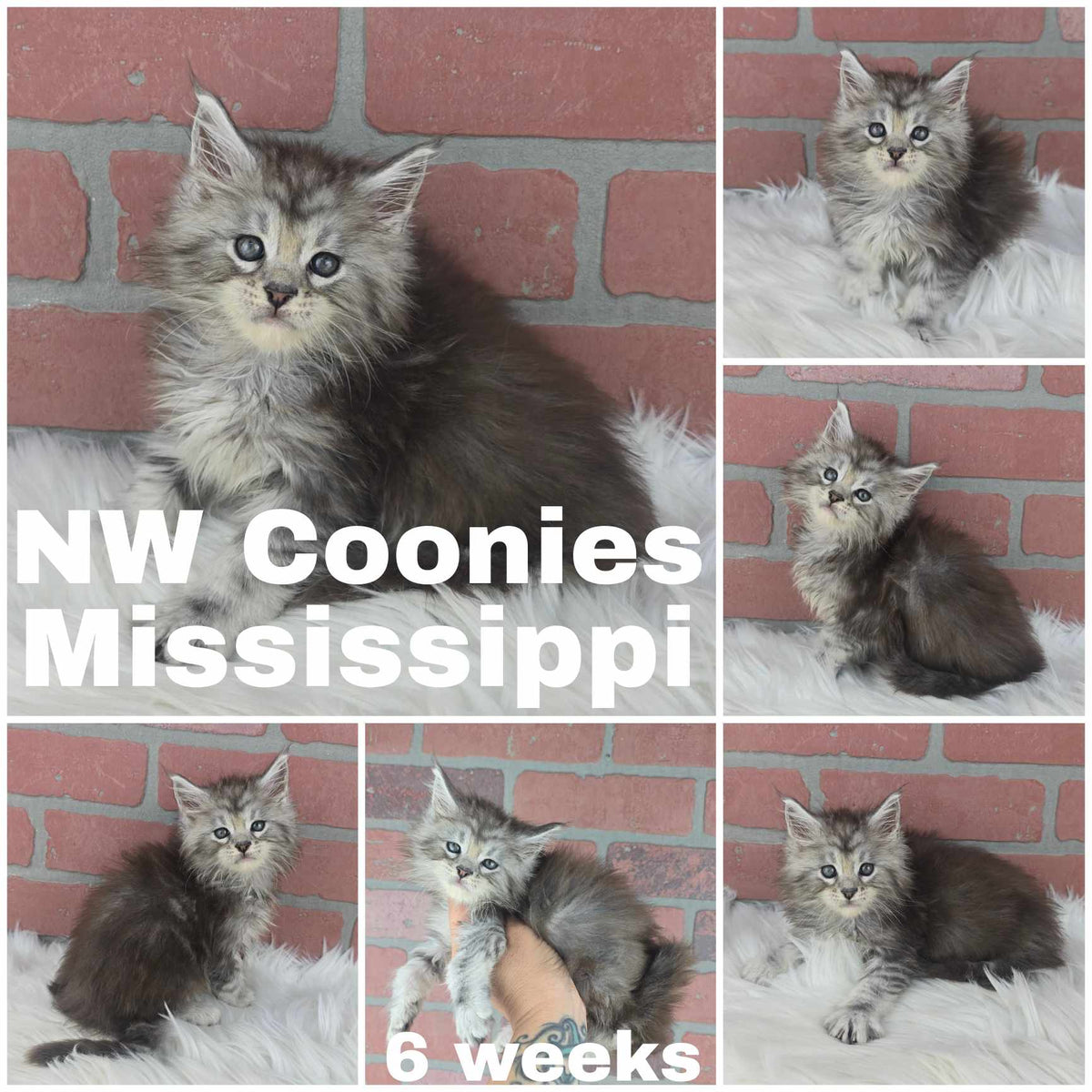 NW Coonies Mississippi
