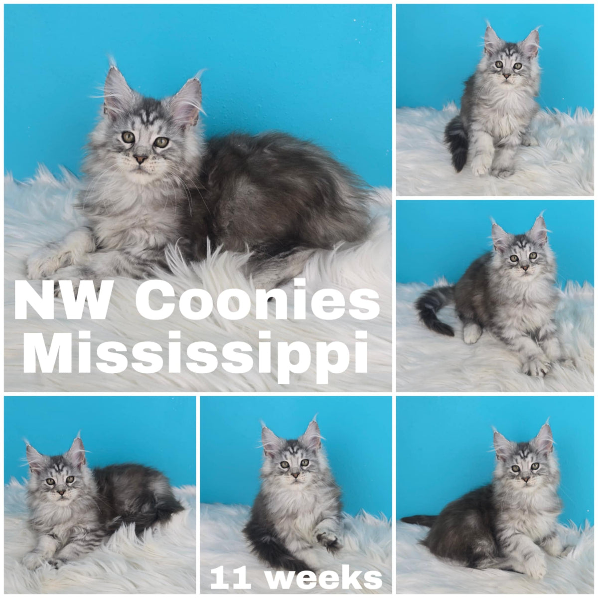 NW Coonies Mississippi