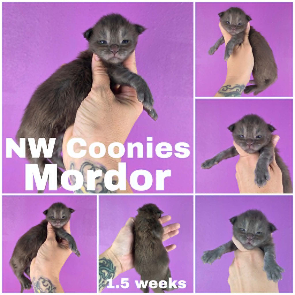 NW Coonies Mordor