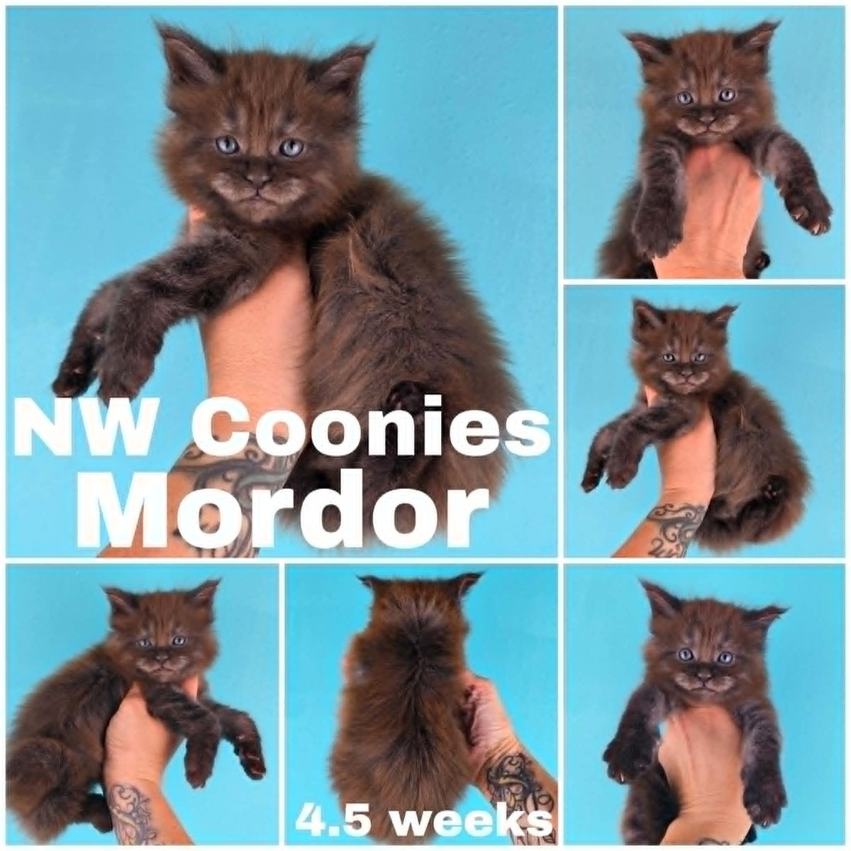 NW Coonies Mordor