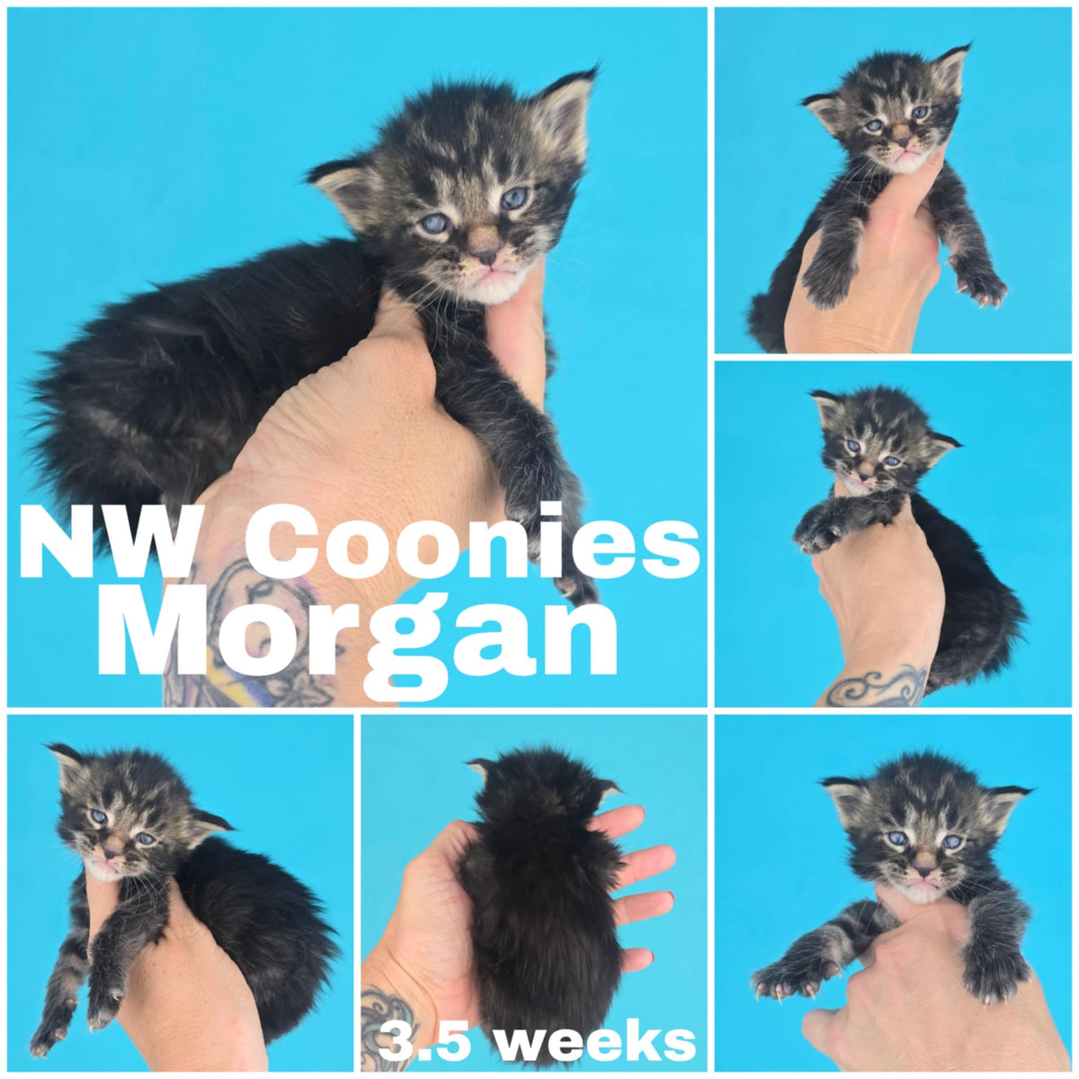 NW Coonies Morgan