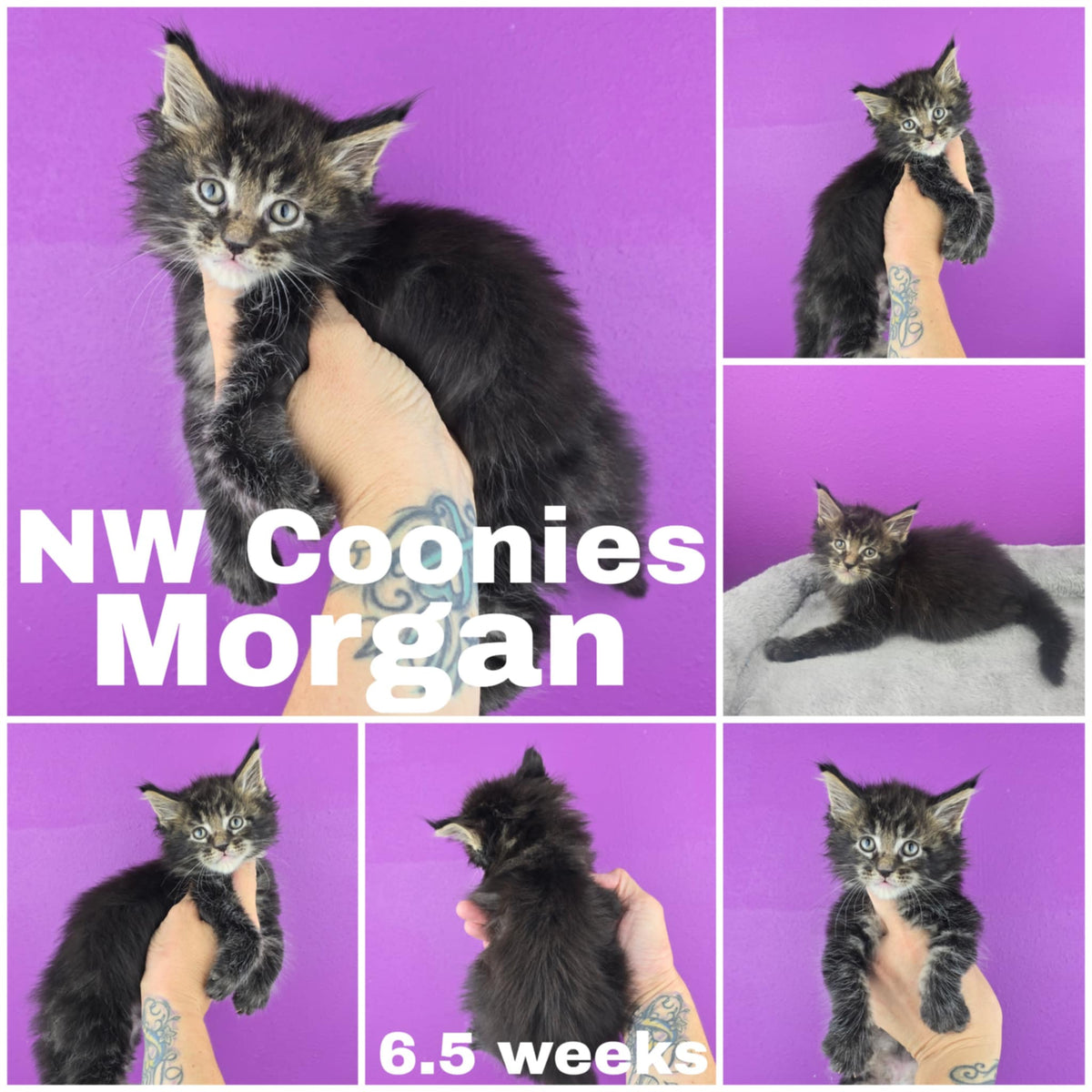 NW Coonies Morgan
