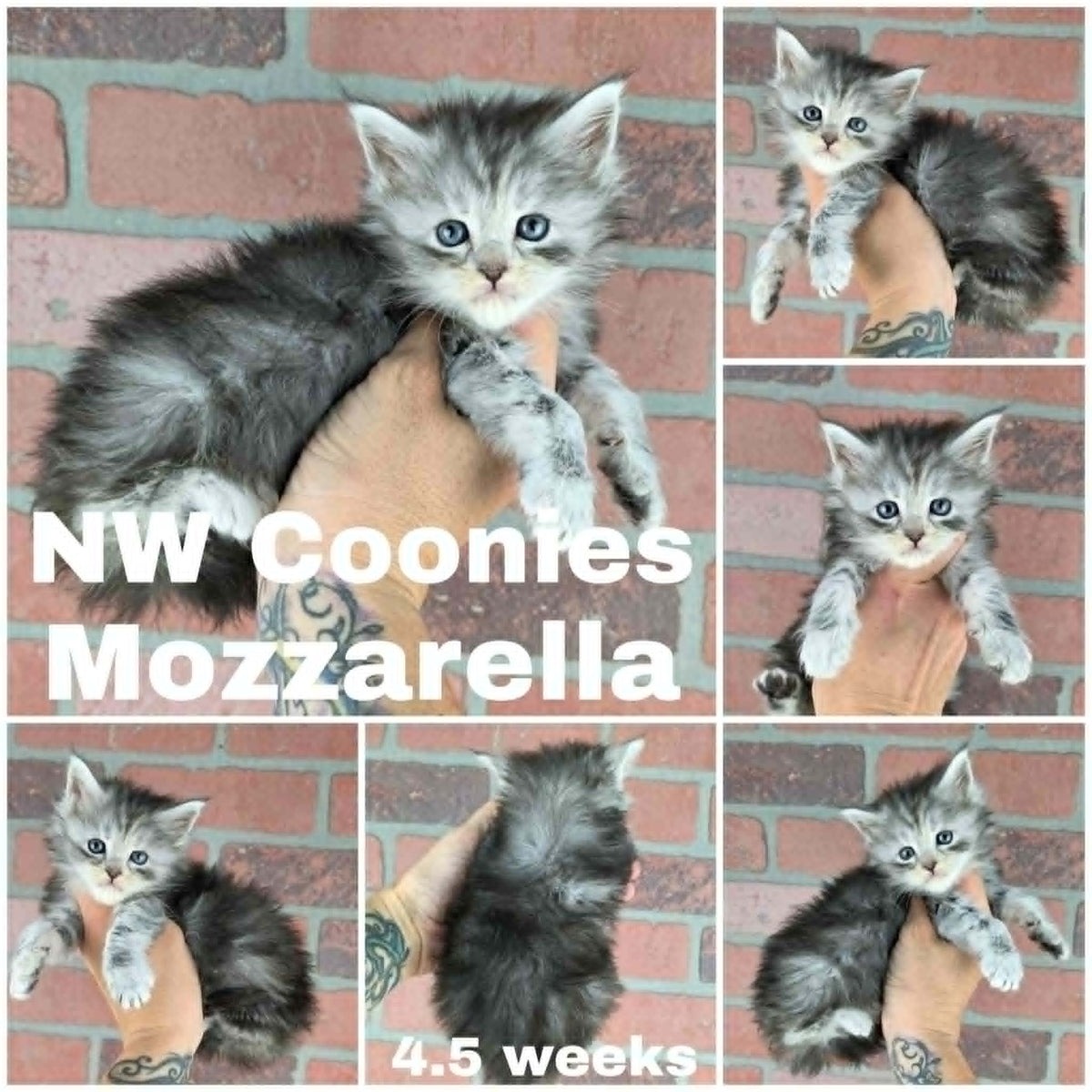 NW Coonies Mozzarella