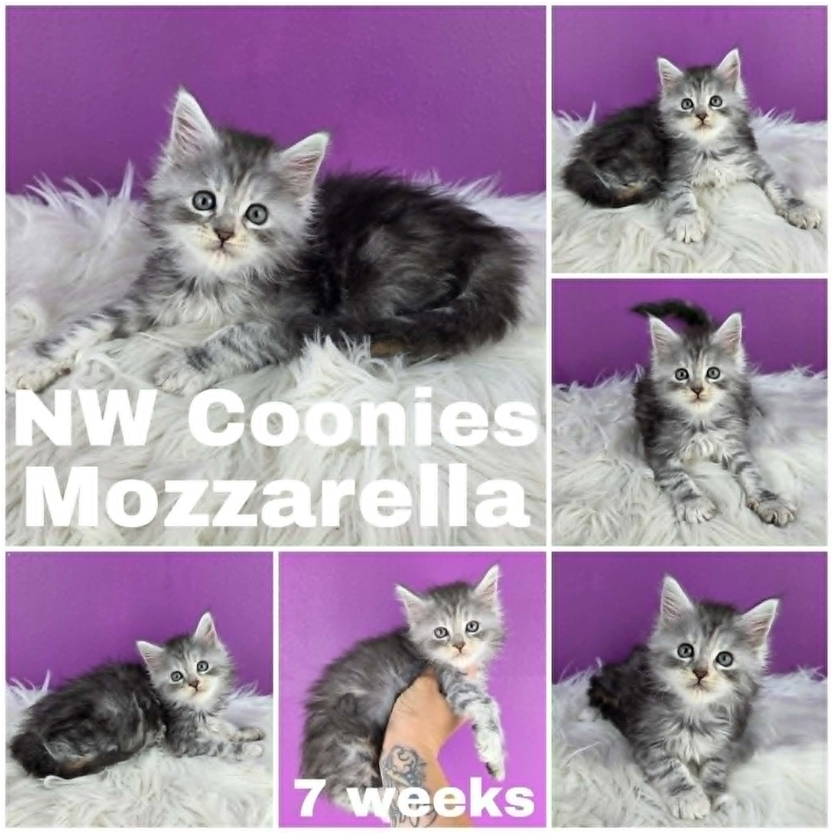 NW Coonies Mozzarella