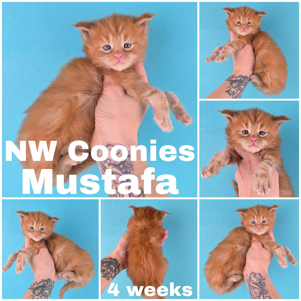 NW Coonies Mustafa