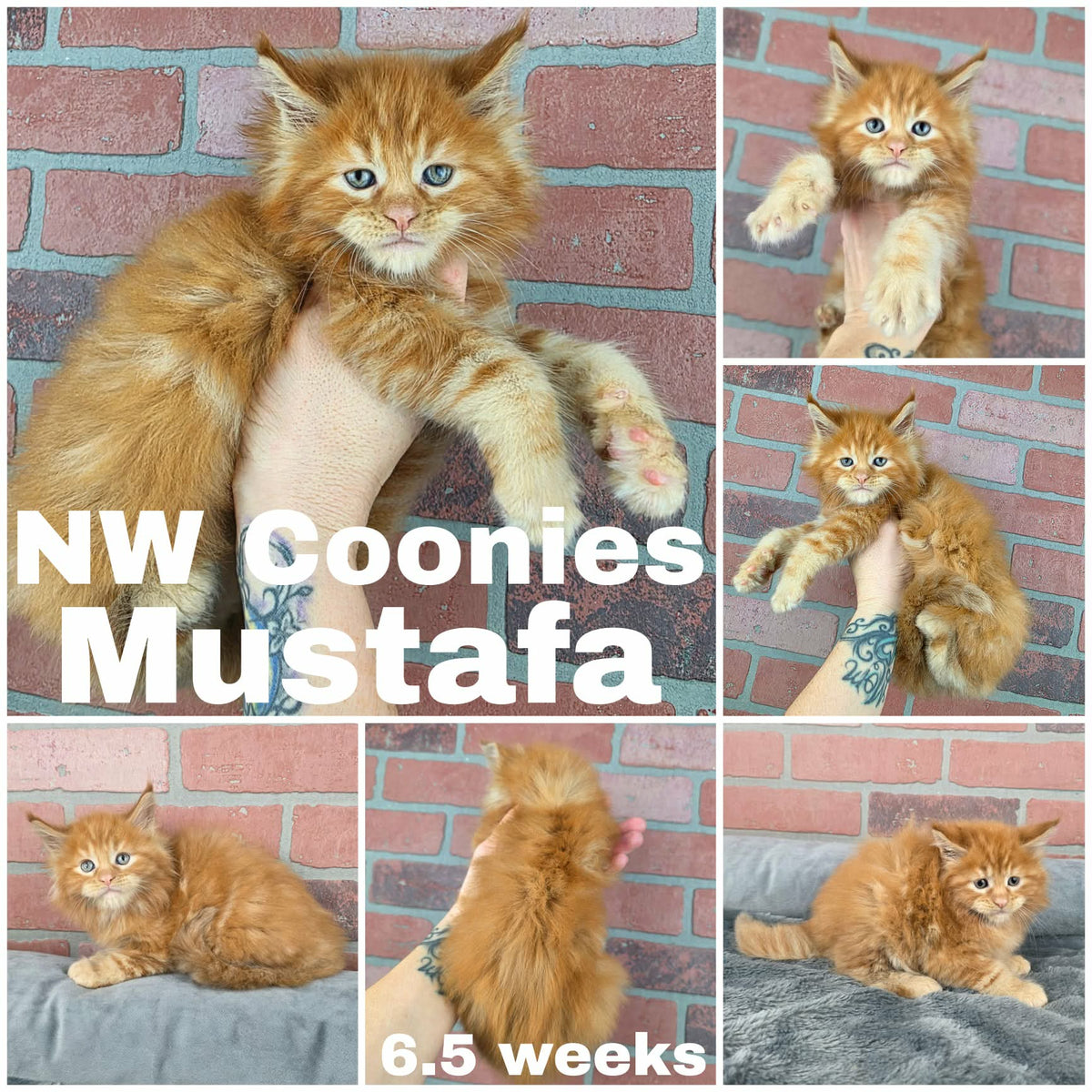 NW Coonies Mustafa