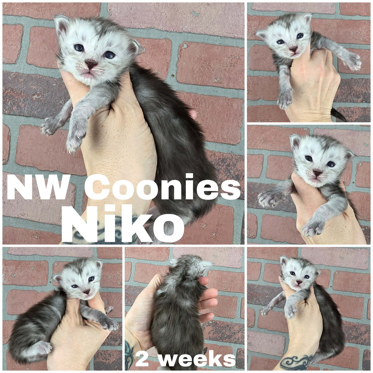 NW Coonies Niko