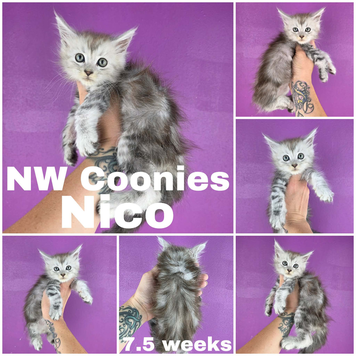 NW Coonies Niko