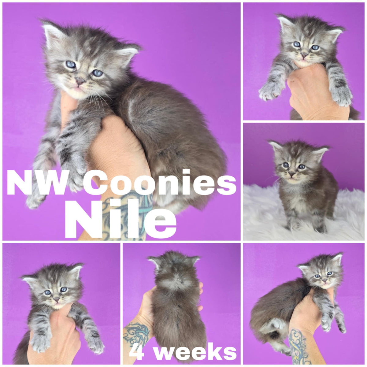 NW Coonies Nile