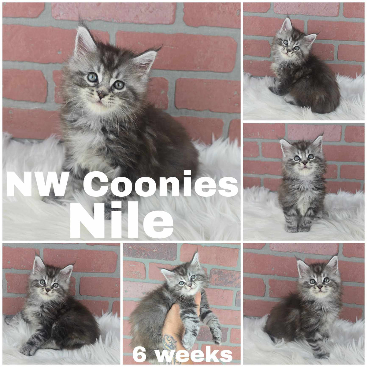 NW Coonies Nile