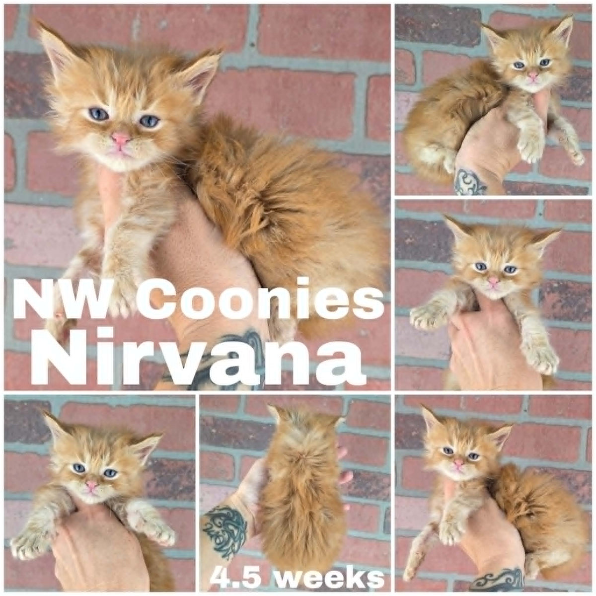 NW Coonies Nirvana