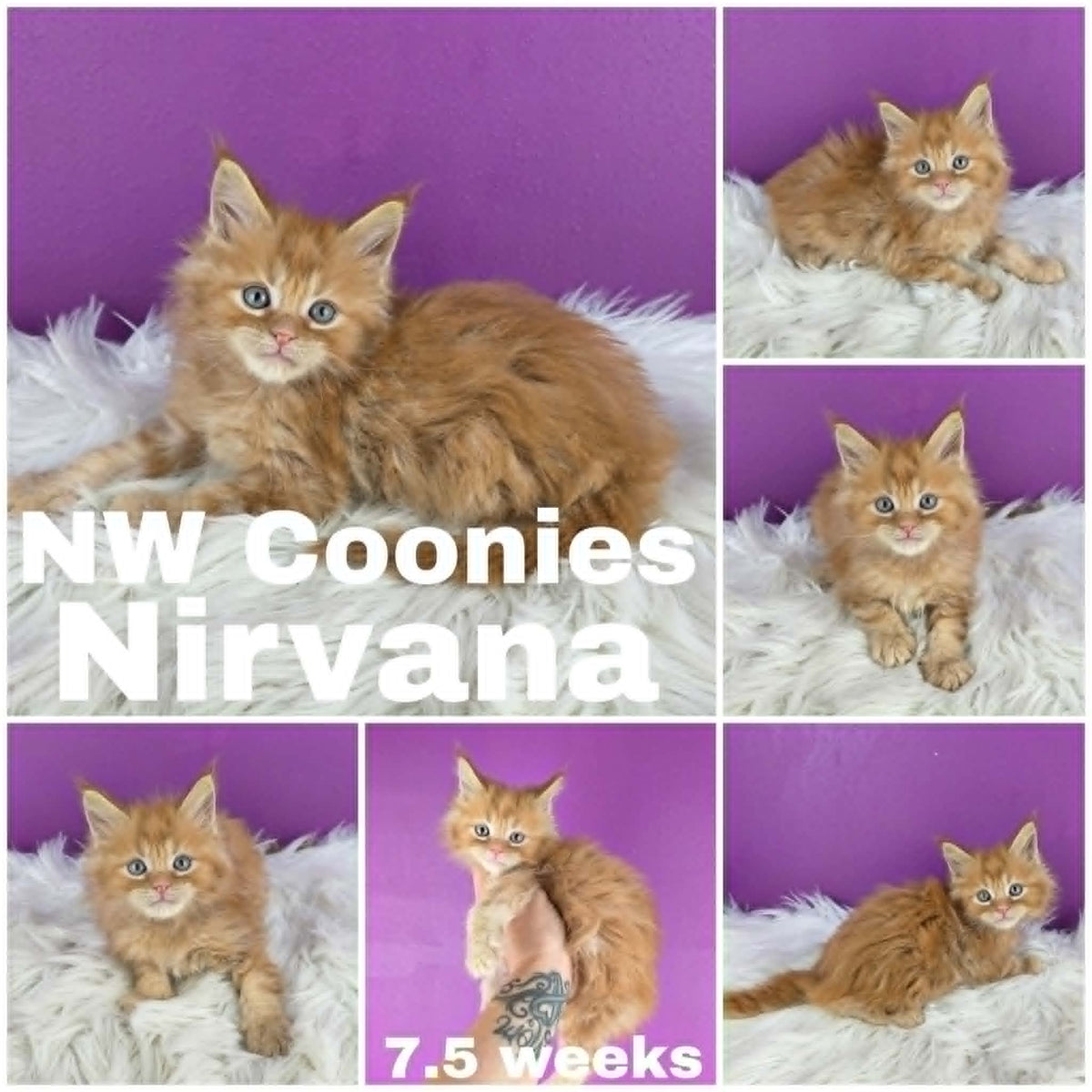 NW Coonies Nirvana