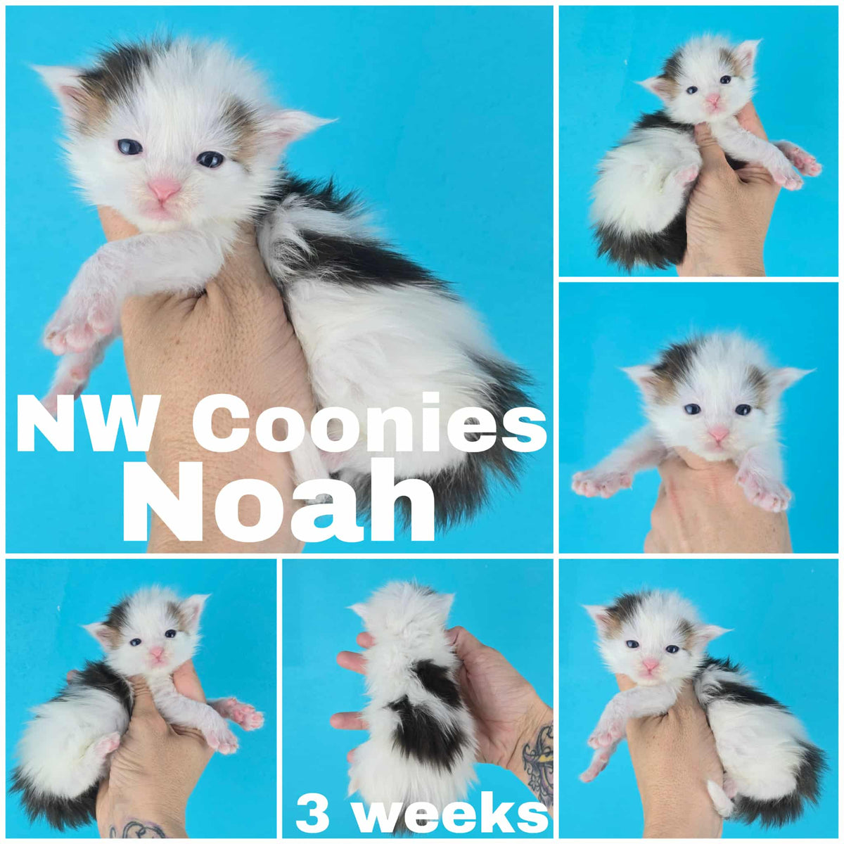 NW Coonies Noah