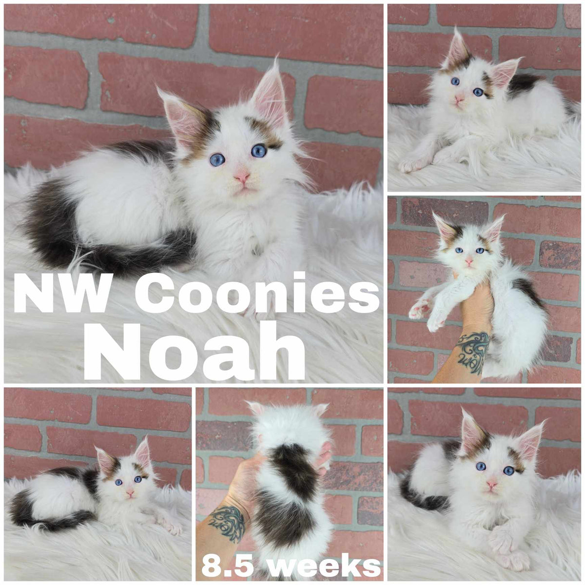 NW Coonies Noah