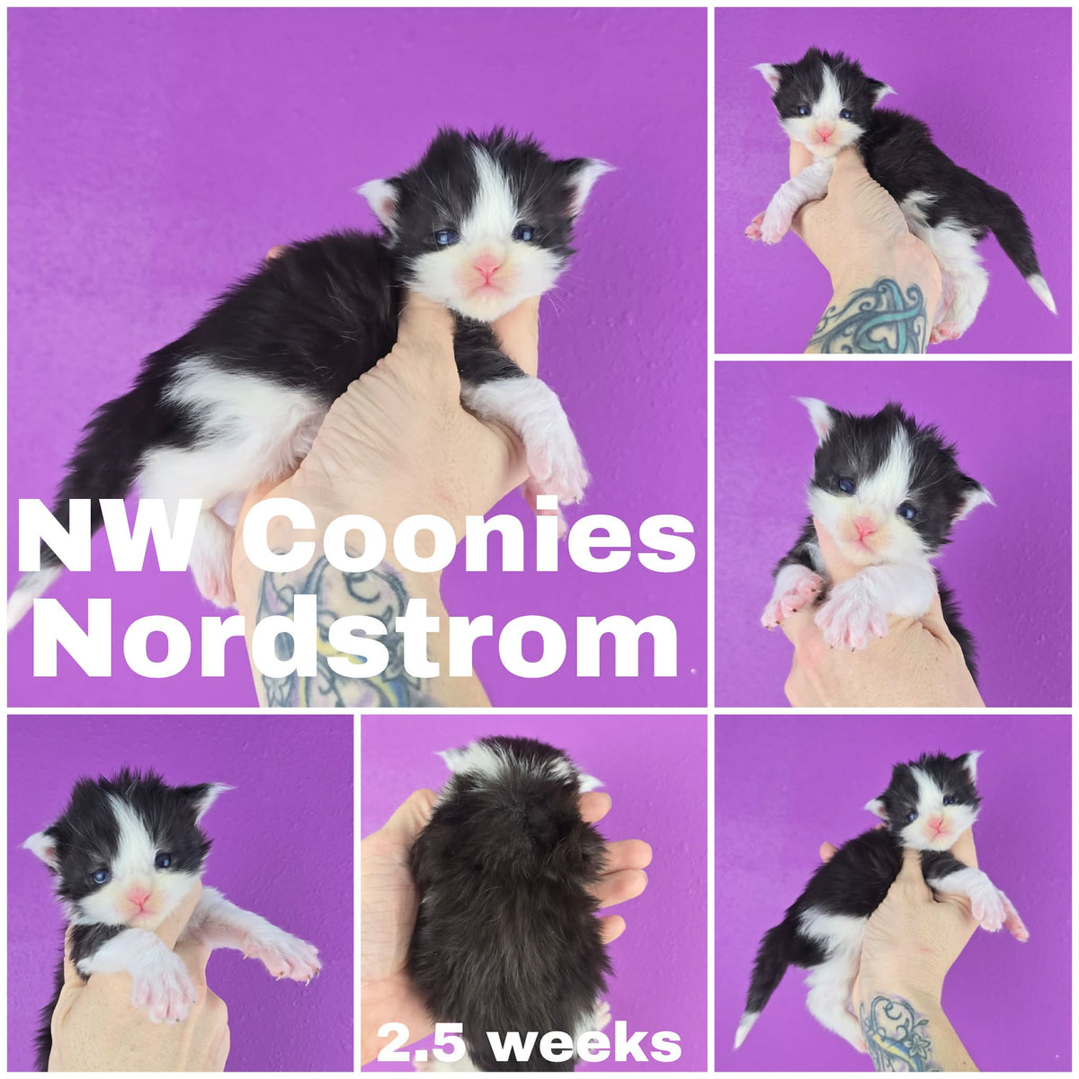 NW Coonies Nordstrom
