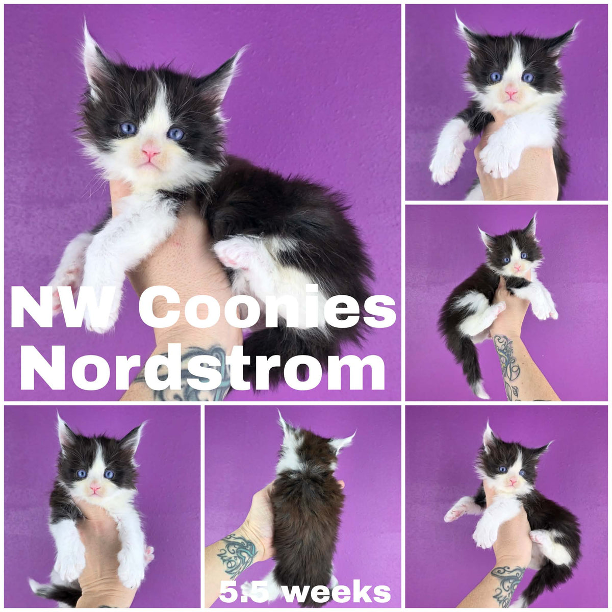 NW Coonies Nordstrom