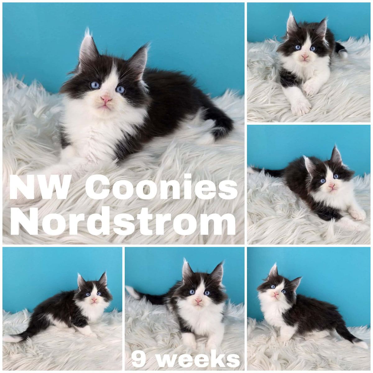 NW Coonies Nordstrom