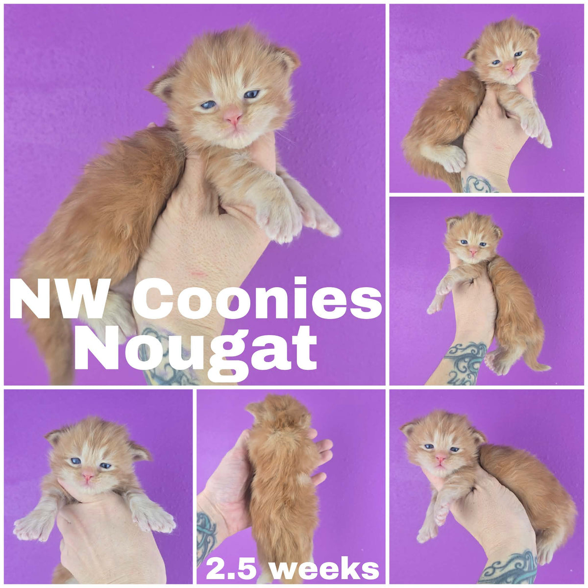 NW Coonies Nougat