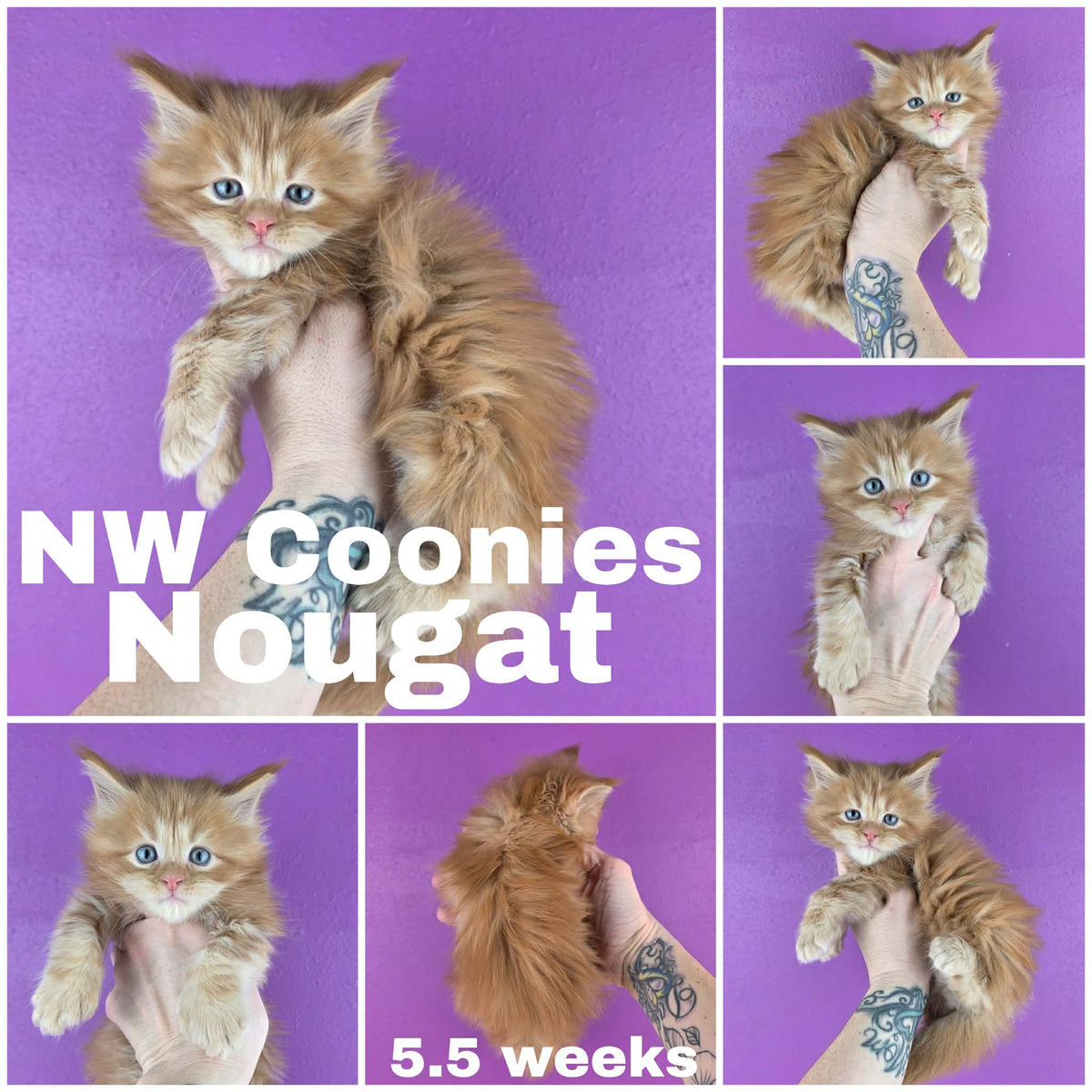 NW Coonies Nougat