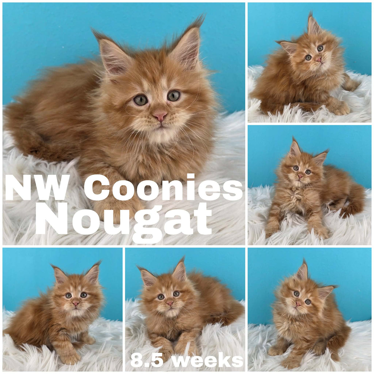 NW Coonies Nougat