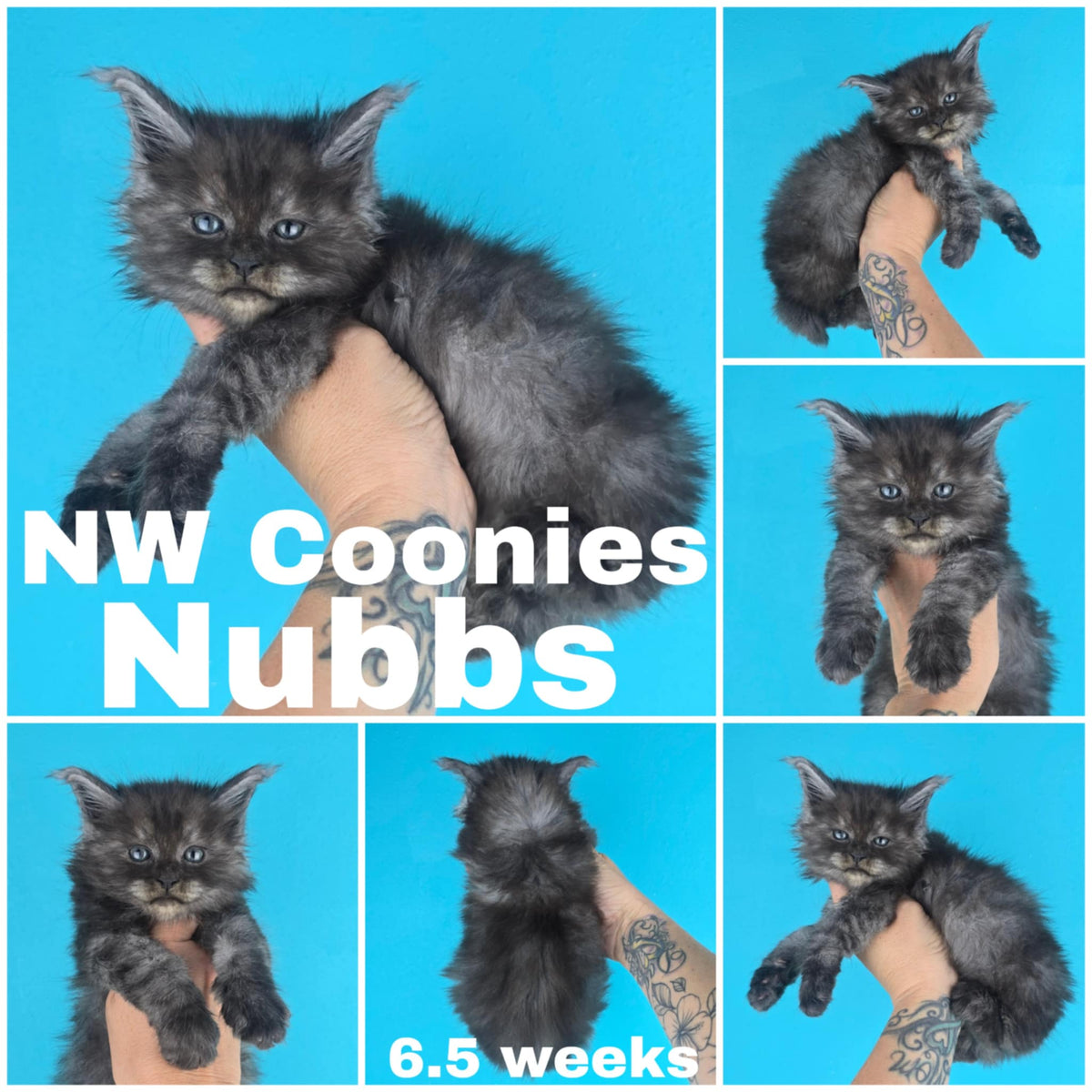 NW Coonies Nubbs
